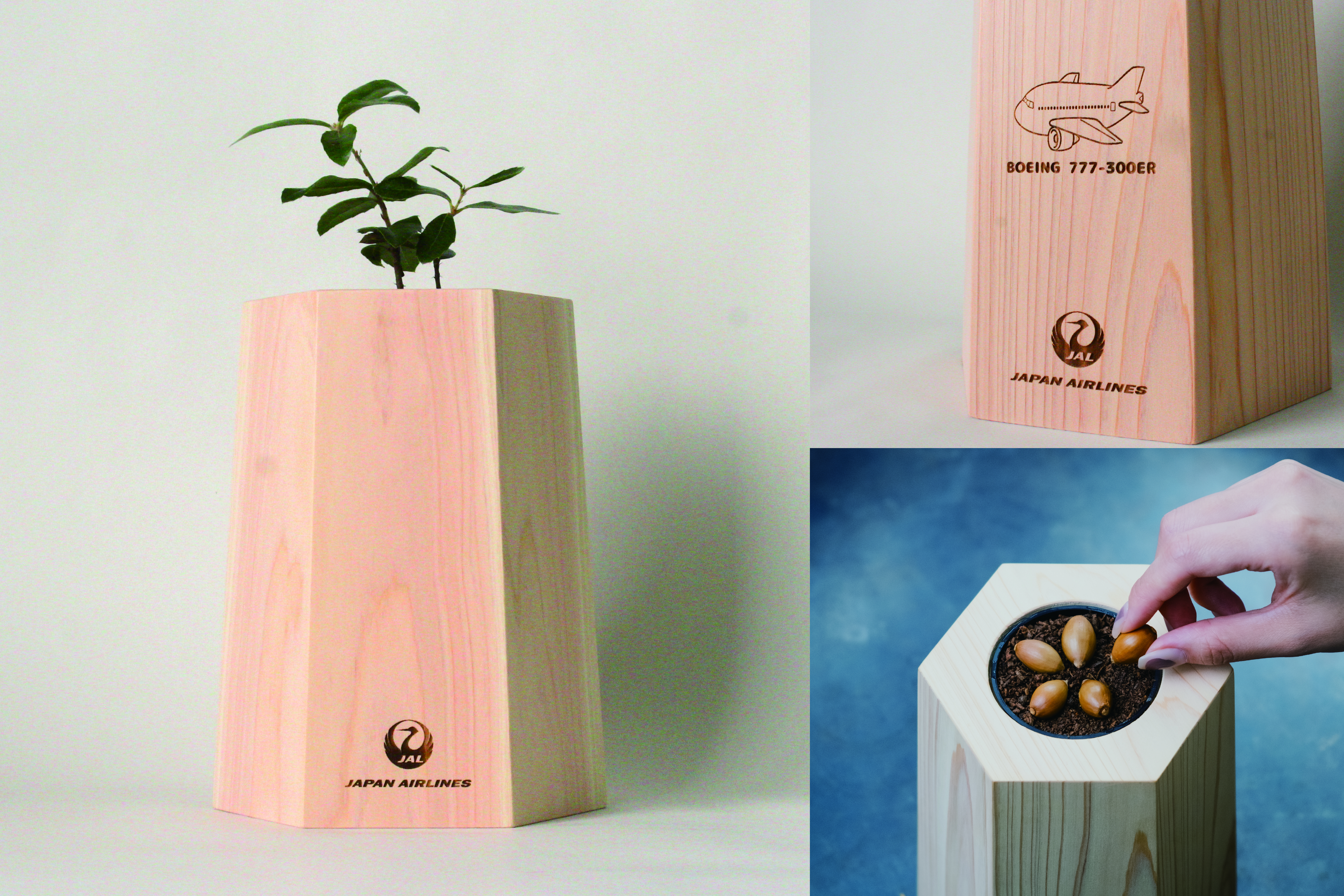 【JAL限定刻印付き】戻り苗特典(1セット) ～どんぐりから苗木を育て、森に返す観葉植物～